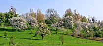 Orchard with fruit trees blossoming in spring, Haspengouw, Belgium