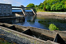 The Pitlochry fish ladder, showing several of the intermediate pools which the Salmon use for travelling upstream, next to the Pitlochry Power Station on the River Tummell, Scotland, UK May 2010