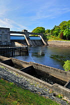 The Pitlochry fish ladder, showing several of the intermediate pools which the salmon use for travelling upstream, next to the Pitlochry Power Station on the River Tummell, Scotland, UK May 2010