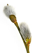 Goat / Pussy willow / Great sallow branch (Salix caprea) with male catkins, Belgium