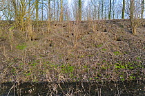 Riverbank undermined by European Rabbit (Oryctolagus cuniculus) burrows, Belgium