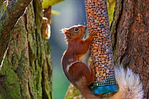 Red Squirrel (Sciurus vulgaris) in forest eating peanuts from bird feeder, Scotland, UK