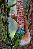 Red Squirrel (Sciurus vulgaris) in forest eating peanuts from bird feeder, Scotland, UK