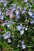Rosemary (Rosmarinus officinalis) flowers, Belgium