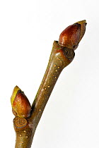 Sweet Chestnut branch (Castanea sativa) with buds, Belgium