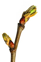 Sweet chestnut (Castanea sativa) buds opening and leaves emerging, Belgium