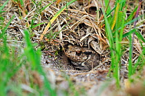 Common European toad (Bufo bufo) juvenile hiding in Field cricket's burrow (Gryllus campestris) La Brenne, France