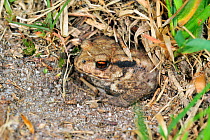 Common European toad (Bufo bufo) juvenile hiding in Field cricket's burrow (Gryllus campestris) La Brenne, France