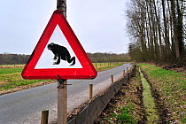 Warning sign and barrier with buckets for migrating amphibians / toads (Bufo bufo) crossing the road during annual migration in the spring, Belgium March 2010