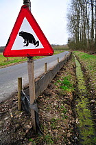 Warning sign and barrier for migrating amphibians / toads (Bufo bufo) crossing the road during annual migration in the spring, Belgium, March 2010