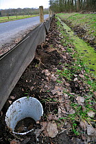 Barrier with buckets for migrating amphibians / toads (Bufo bufo) crossing the road during annual migration in the spring, Belgium, March 2010
