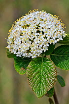 Wayfaring tree (Viburnum lantana) close up in flower, Belgium
