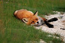 Red fox (Vulpes vulpes) resting on sandy beach, England.