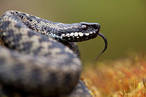 Adder (Vipear berus) head portrait, coiled with tongue protruding, Peak District, EngLand, UK.
