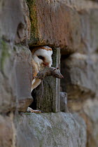 Barn owl (Tyto alba) perched in hole in wall, with mouse, South Yorkshire, England, UK. Captive.