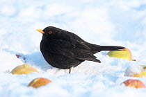 Blackbird (Turdus merula) male on snow covered ground, with apples, South Yorkshire, England. January.