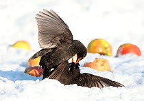 Blackbird (Turdus merula) males fighting on snow covered ground, with apples, South Yorkshire, England. January.