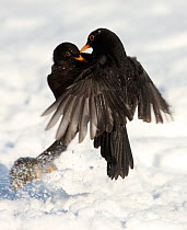 Blackbird (Turdus merula) males fighting on snow covered ground, with fallen apples, South Yorkshire, England. January.