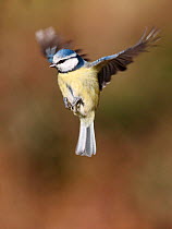 Blue tit (Parus caeruleus) flying in position to land, South Yorkshire, England, UK. March.
