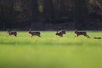 Four Brown hares (Lepus europaeus) chasing each other through field, Derbyshire, England, UK. March.