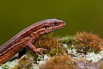 Common Lizard (Lacerta vivipara) head portrait, Peak District, England, UK.