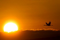 Common crane (Grus grus) in flight against a dawn sky, Lake Hornborga, Sweden. April.