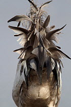 Common crane (Grus grus) tail feathers, rear view, Lake Hornborga, Sweden. April.