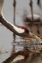 Common crane (Grus grus) drinking, Lake Hornborga, Sweden. April.