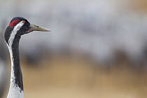 Common crane (Grus grus) head portrait in profile, Lake Hornborga, Sweden. April.