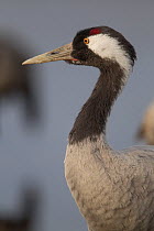Common crane, (Grus grus) head detail, Lake Hornborga, Sweden. April.