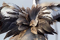 Common crane, (Grus grus) rear view of tail feathers, Lake Hornborga, Sweden. April.