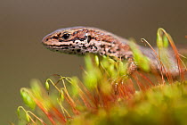 Common lizard (Lacerta vivipara) head close up in moss, Peak District, England, UK.