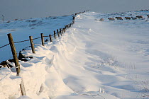 Snow drift against dry stone wall field boundary, Fox house, Peak District, England, UK. January 2010.
