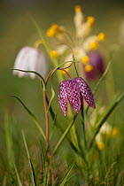 Snakes head fritillary (Fritillaria meleagris) in flower, and cowslip behind, Derbyshire, England, UK.