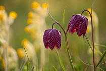 Two Snakes head fritillary (Fritillaria meleagris) in flower, with petals backlit, and cowslips behind, Derbyshire, England, UK.