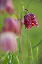 Snakes head fritillary (Fritillaria meleagris) in flower, with petals backlit, Derbyshire, England, UK.