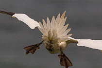 Gannet, (Morus bassanus) rear view, flying into head wind, tail used as break, Yorkshire coastline, England. UK. May.