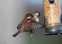 House sparrows (Passer domesticus) males at seed feeder, South Yorkshire, UK. December.