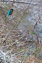 Kingfisher (Alcedo atthis) perched on snow covered tree branch, Yorkshire, England, UK. December.
