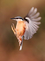 Nuthatch (Sitta europaea) in flight, and preparing to land, South Yorkshire, England, UK. March.