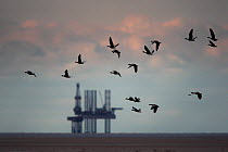 Flock of Pink Footed geese (Anser brachyrhynchus) flying low over Liverpool bay, with gas rig behind. England, UK. November.