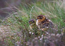 Two Red grouse (Lagopus lagopus scoticus) chicks, sitting in heather bank, Peak district, England, UK. May.