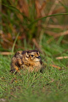 Red grouse (Lagopus lagopus scoticus) chick, Peak district, England, UK. May.
