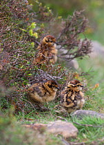 Three Red grouse (Lagopus lagopus scoticus) chicks, camouflaged in heather bank, Peak district, England, UK. May.