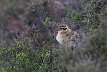 Red grouse (Lagopus lagopus scoticus) chick, camouflaged in heather bank, Peak district, England, UK. May.