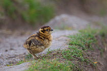 Red grouse (Lagopus lagopus scoticus) chick, Peak district, England, UK. May.