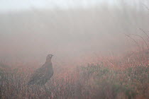 Red grouse (Lagopus lagopus scoticus) male standing on open moorland in mist, Peak district, England, UK. November.