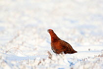 Red grouse (Lagopus lagopus scoticus) male standing on snow covered moorland, displaying territorial behaviour, Peak district, England, UK. January.