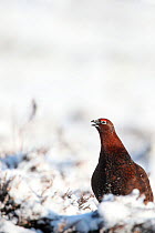 Red grouse (Lagopus lagopus scoticus) male standing on snow covered moorland, displaying territorial behaviour, Peak district, England, UK. January.