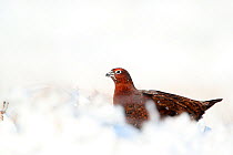 Red grouse (Lagopus lagopus scoticus) male standing on snow covered moorland, Peak district, England, UK. January.